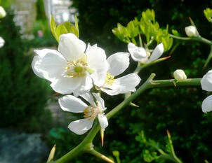 Bitterorange – Poncirus trifoliata
