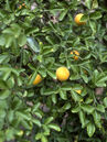 Poncirus trifoliata