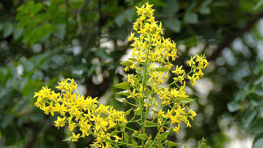 Vom Juli bis August erscheinen die zahlreichen gelben Blüten. Sie sind in grossen, lockeren Rispen angeordnet.  Foto © PlantaPro
