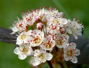 Blasenspiere – Physocarpus opulifolius