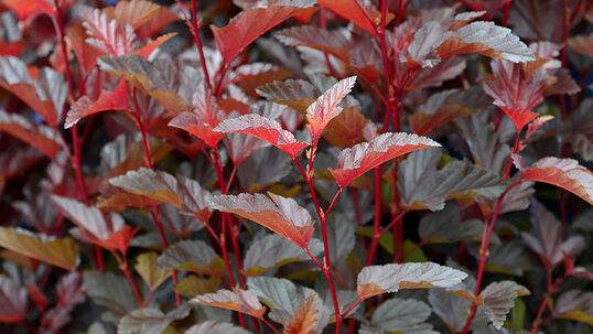 Das Laub des Zierstrauches ist ausgesprochen farbenprächtig.