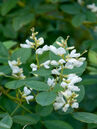 Lespedeza thunbergii 'Alba'