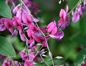 Buschklee – Lespedeza thunbergii