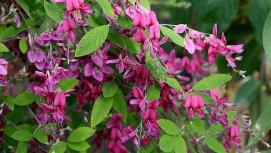 Von August bis Oktober erscheinen attraktive Blüten von purpurrosa Farbe.