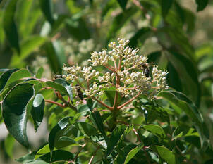 Duftesche – Tetradium daniellii hupehensis