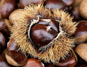 Edelkastanie, Marroni (Castanea sativa)