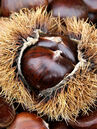 Castanea sativa 'Bouche Rouge'  Foto © Fotolia