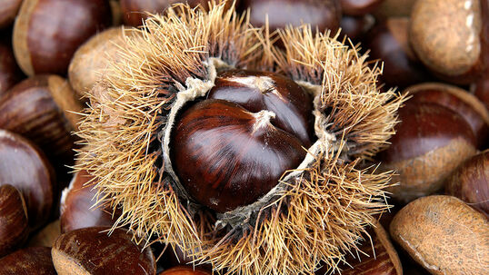 Castanea sativa 'Bouche Rouge' Foto © Fotolia