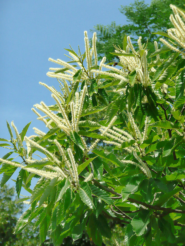 Edelkastanie, Marroni (Castanea sativa) | Hauenstein AG