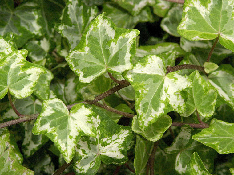 efeutute gold Efeutute - Epipremnum aureum main image 1