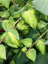 Hedera colchica 'Sulphur Heart'