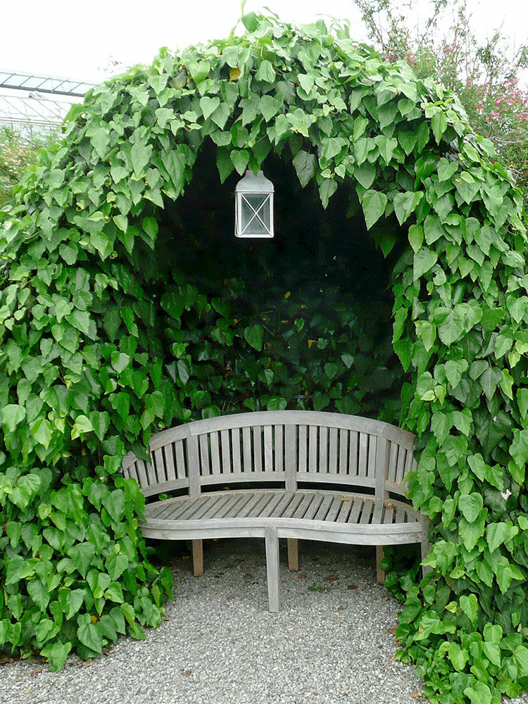 Efeu  Hedera | Hauenstein AG