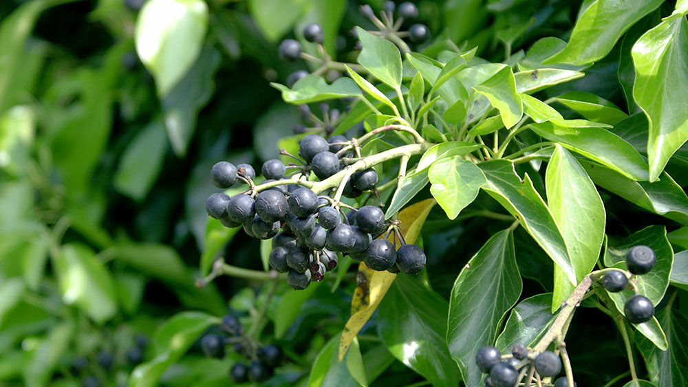 Efeu  Hedera | Hauenstein AG