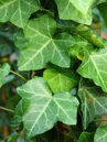 Hedera hibernica