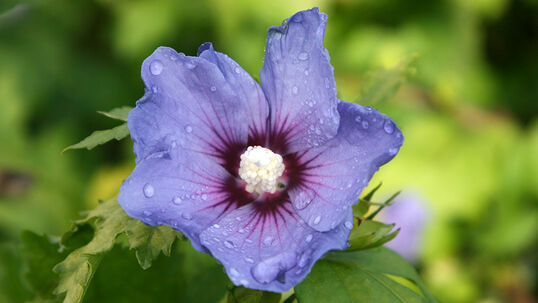 Hibiscus syriacus 'Oiseau Bleu'