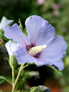 Hibiscus syriacus 'Oiseau Bleu'