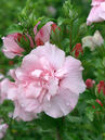 Hibiscus syriacus 'Pink Chiffon'