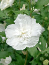 Hibiscus syriacus 'White Chiffon'