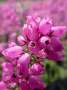 Erica cinerea ‘Pallas’