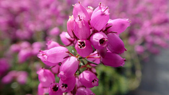 Erica cinerea ‘Pallas’
