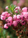Erica vagans 'Mrs D.F. Maxwell'