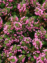 Erica vagans 'Mrs. D.F. Maxwell'