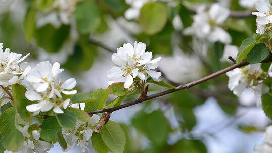 Die unzähligen Blüten stehen in Grüppchen zusammen und sind auch aus der Nähe betrachtet apart.  Foto © PlantaPro