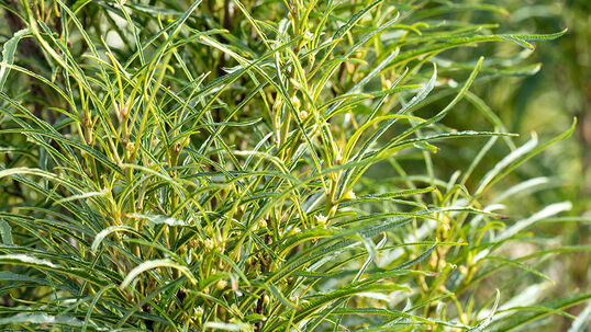Alle Pflanzenteile des Faulbaumes sind für den Menschen giftig. Für die Tiere hingegen ist das Gehölz als Nahrungsquelle sehr wertvoll.