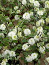 Fothergilla gardenii