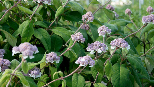 Die Blüten neigen sich elegant dem Licht entgegen. Grundsätzlich ist die Sorte 'Macrophylla' robust und blühwillig.