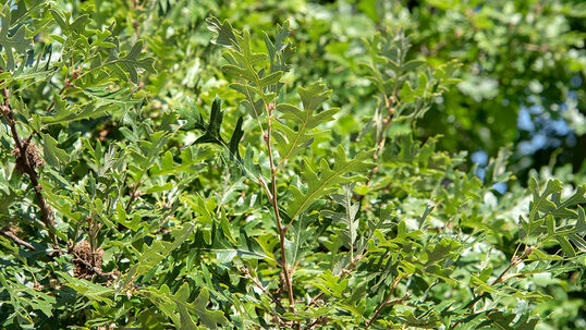 Die Blätter sind bis zu 10 cm lang, oberseits von dunkelgrüner Farbe und unterseits graufilzig behaart.