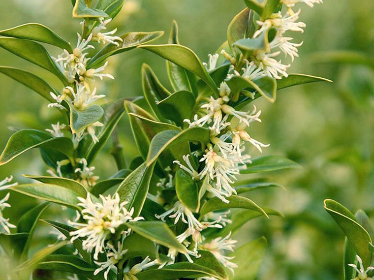 Fleischbeere Sarcococca confusa Hauenstein AG