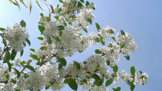 Die Frühlings-Duftblüte (Osmanthus burkwoodii) ist ein reichblühender Strauch für sonnige bis halbschattige Standorte.