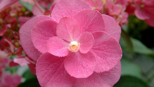 Hydrangea macrophylla 'Eternity'