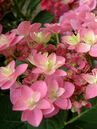 Hydrangea macrophylla 'Eternity'