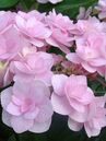 Hydrangea macrophylla 'Forever'