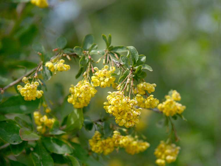 Gemeine Berberitze Berberis vulgaris Hauenstein AG