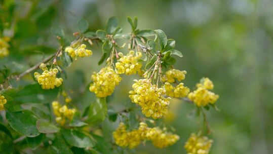 Von Mai bis Juni zeigen sich die zahlreichen, gelben und duftenden Blüten in 1–2 cm langen, hängenden Trauben.