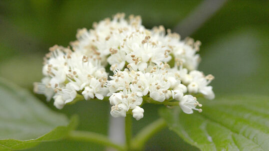 Die rahmweissen Doldenblüten erscheinen im Mai bis Juni und sind ein erster Höhepunkt. Foto © PlantaPro