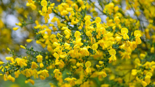 Die traubigen Blütenstände sitzen am Ende des Zweiges und präsentieren sich je nach Art und Sorte ab April bis Juli. Foto © PlantaPro