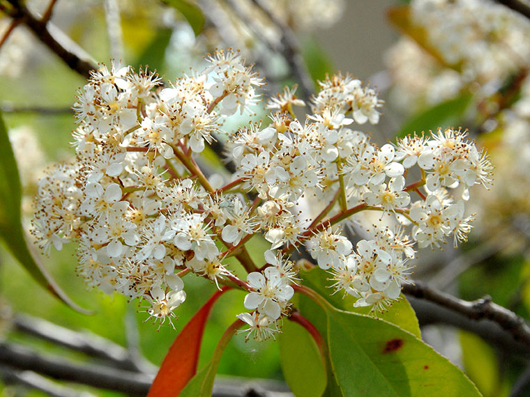 Glanzmispel  Photinia fraseri 'Red Robin' | Hauenstein AG