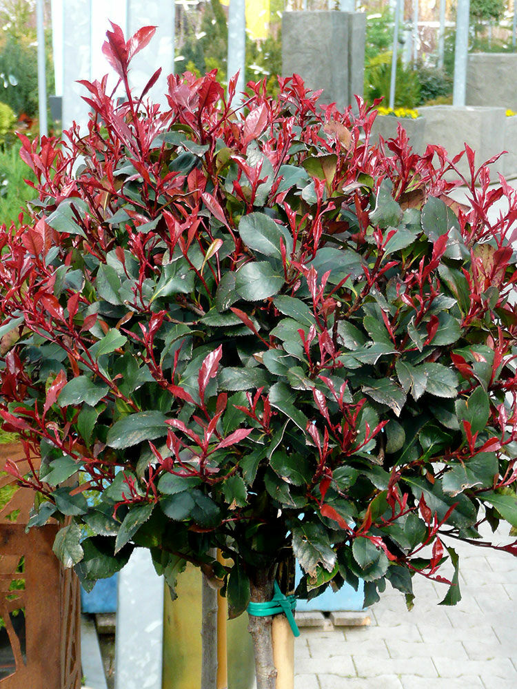glanzmispel 'red robin 150 cm Glanzmispel Red Robin 125-150 cm Höhe Topfware main image 1