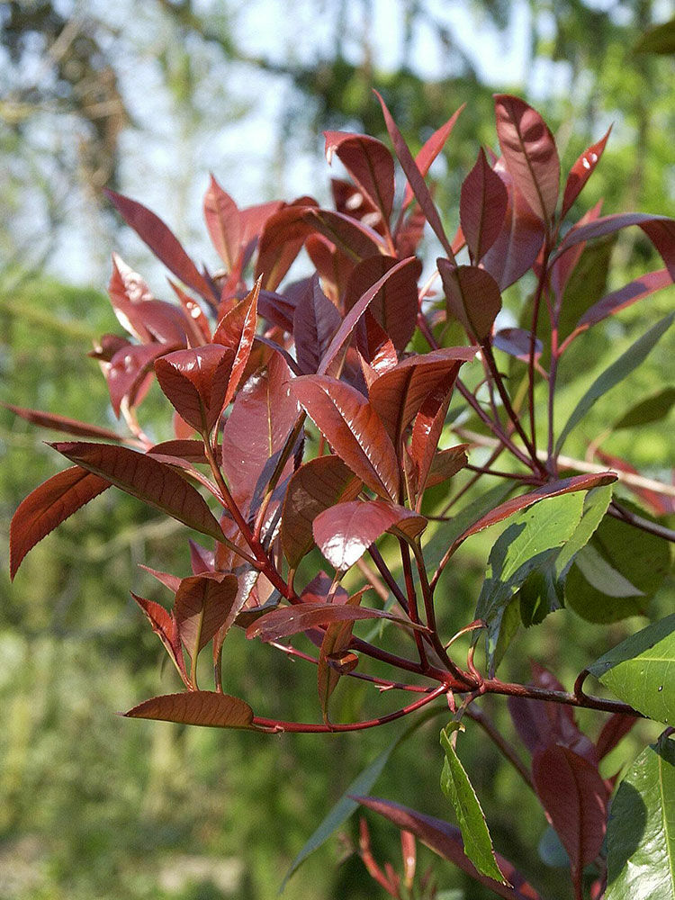 philodendron red stems Philodendron 'Congo Rojo' 6