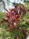 Hier ist der Unterschied zwischen den neuen, leuchtend roten Blättern und den immergrünen Blättern der Glanzmistel (Photinia fraseri 'Red Robin') gut zu sehen.