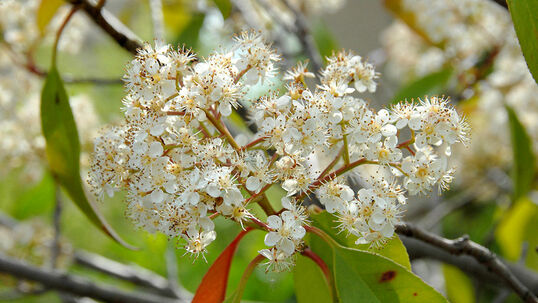 Die Blütenstände der Glanzmispel (Photinia fraseri 'Red Robin') wirken aus der Nähe betrachtet sehr fragil. Trotzdem überstehen sie Regenfälle bestens.