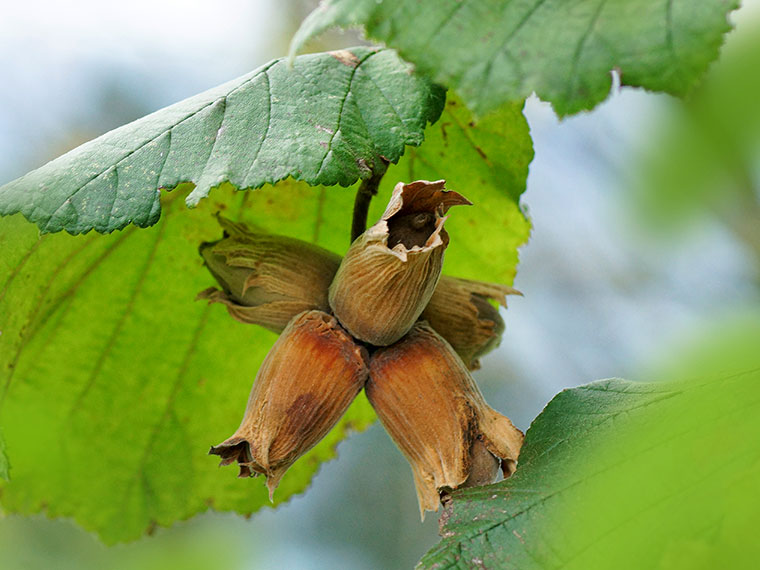 Hasel  Corylus avellana | Hauenstein AG
