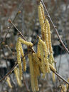 Auffällig sind die langen Kätzchen im zeitigen Frühjahr. Das sind die männlichen Blüten.