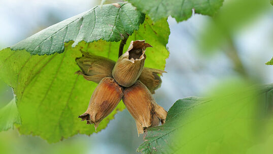 Im Herbst trägt die Hasel essbare und schmackhafte Früchte. Foto © Reto Rohner