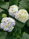 Hydrangea macrophylla 'Endless Summer'