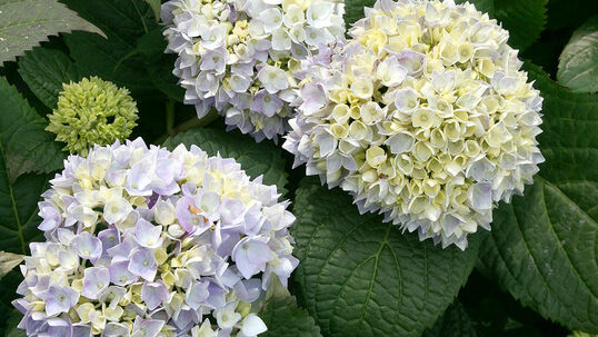 Hydrangea macrophylla 'Endless Summer'